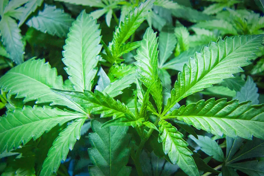 Seed To Harvest: Part 2-Getting Genetics: Clones, Feminized and Unfeminized Seeds 6 Seed to Harvest Part 2