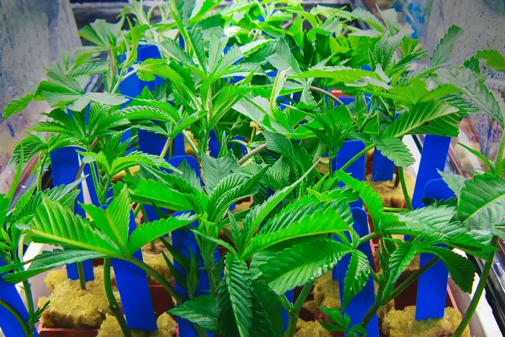 Seed To Harvest: Part 1-Pheno Hunting and Genetic Selection 7 Seed to Harvest Part1