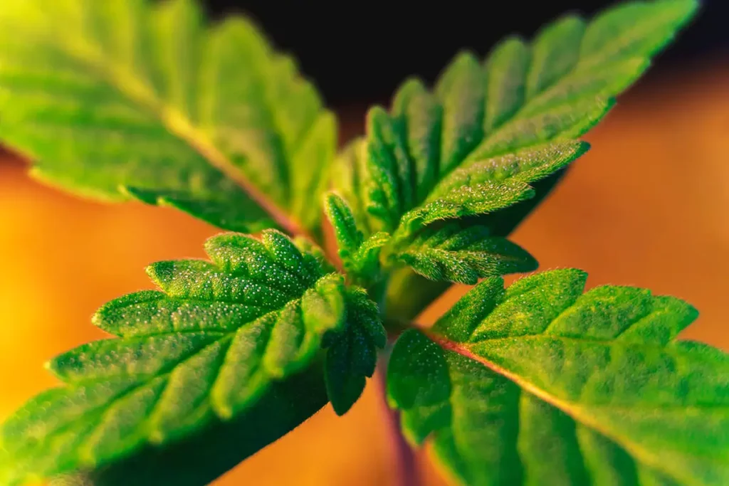 Seed to Harvest: Part 3 - Making the Cut: A Closer Look at Clones 5 Baby Cannabis