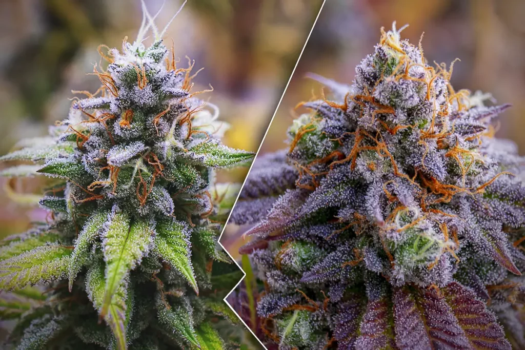 Cannabis Colors Blog Featured Picture