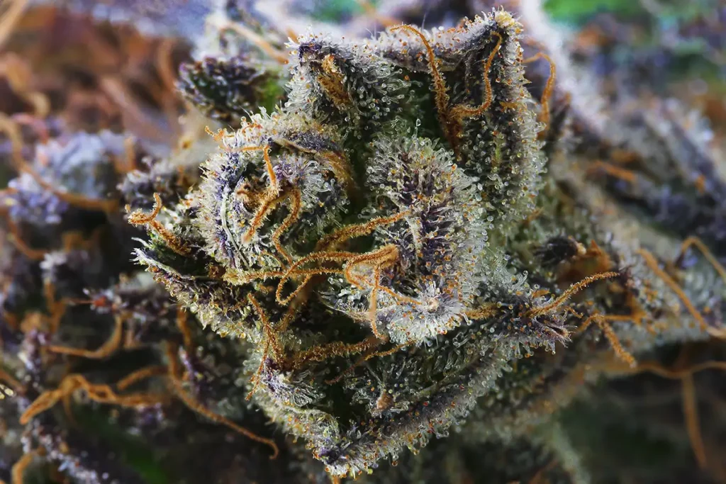 Embrace the Amber Trichomes: The Heart of Cannabis Quality! 11 NuVue Amber Trichomes