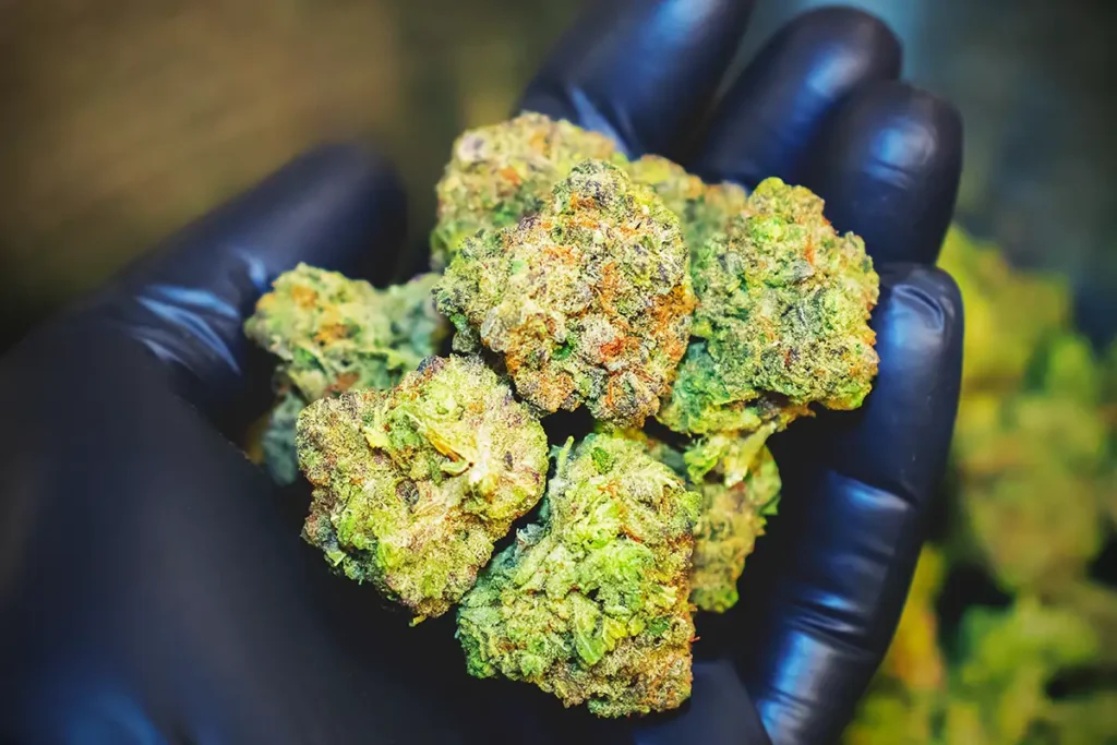 Curing and Preserving Cannabis: A Guide to Long-Term Storage 7 Curing and Perserving Cannabis Feature