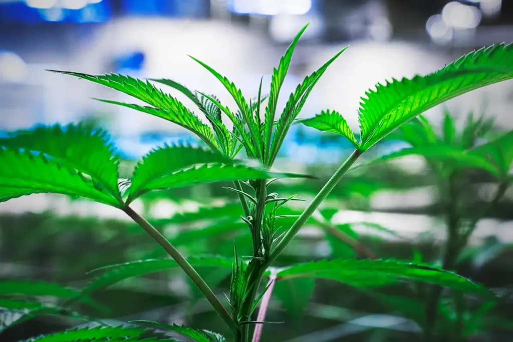 Preparing Cannabis for the Flowering Stage: Outdoor, Indoor, and Hydroponic Growing Environments 6 Sumo Grande Cannabis Plant with Preflower-NuVue Pharma