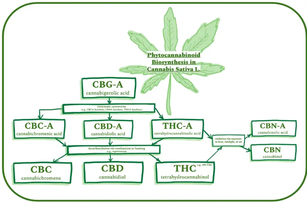 Understanding the Cannabis Entourage Effect: A Symphony of Cannabinoids and Terpenes 3 Cannabis Entourage Effect Featured
