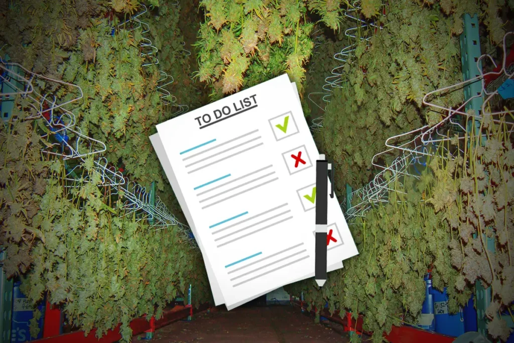 How to Prepare for Cannabis Flower Harvest: Indoor and Outdoor Techniques 1 Prepare for Cannabis Flower Harvest Featured Picture