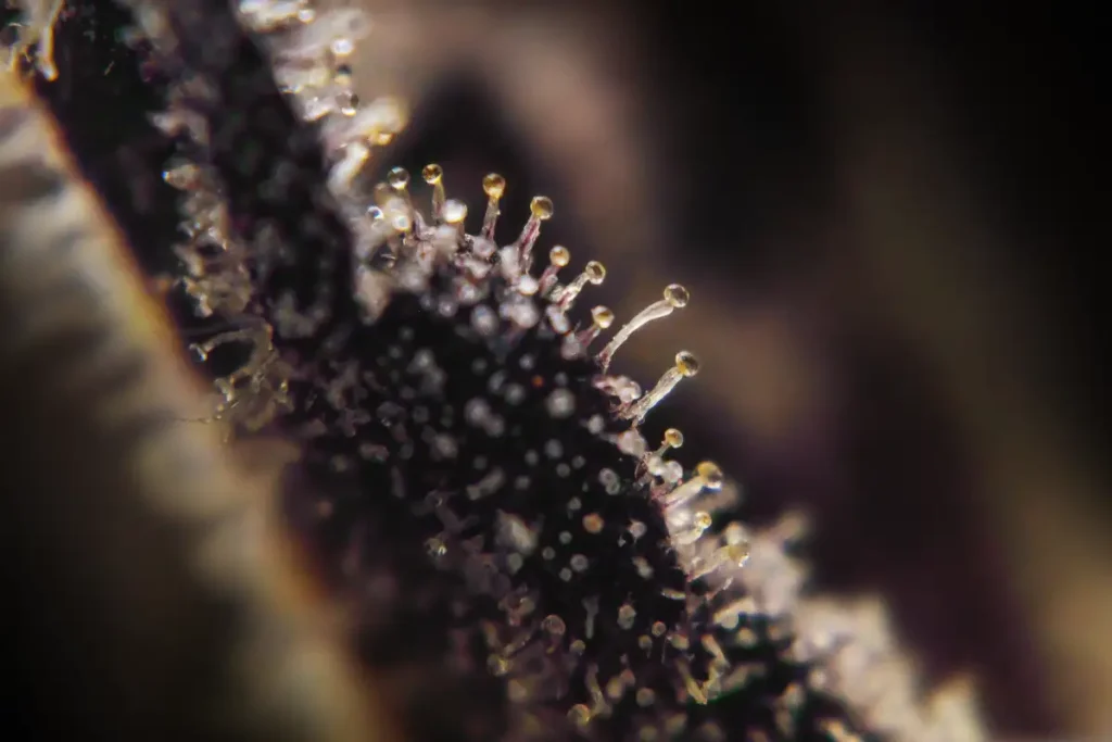 The Science Behind Cannabis Trichomes: Where the Magic of Cannabinoid Production Happens 3 Science of Trichomes featured photo