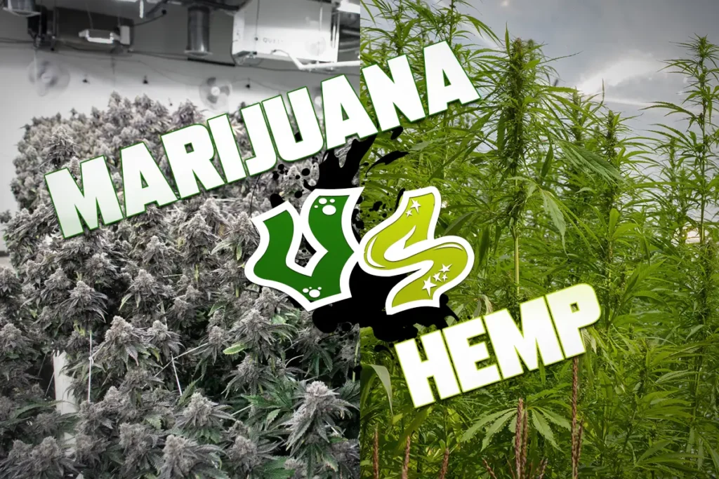 Marijuana vs Hemp Feature Picture