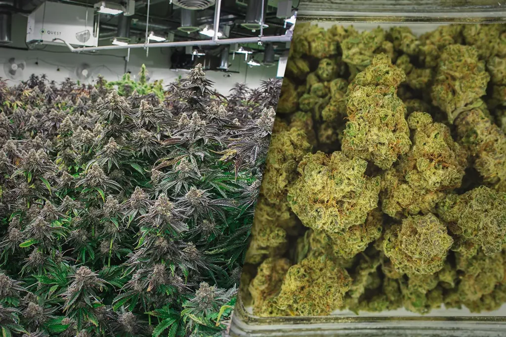 Harvest-and-Cure-2025-Tips-Tricks-Featured